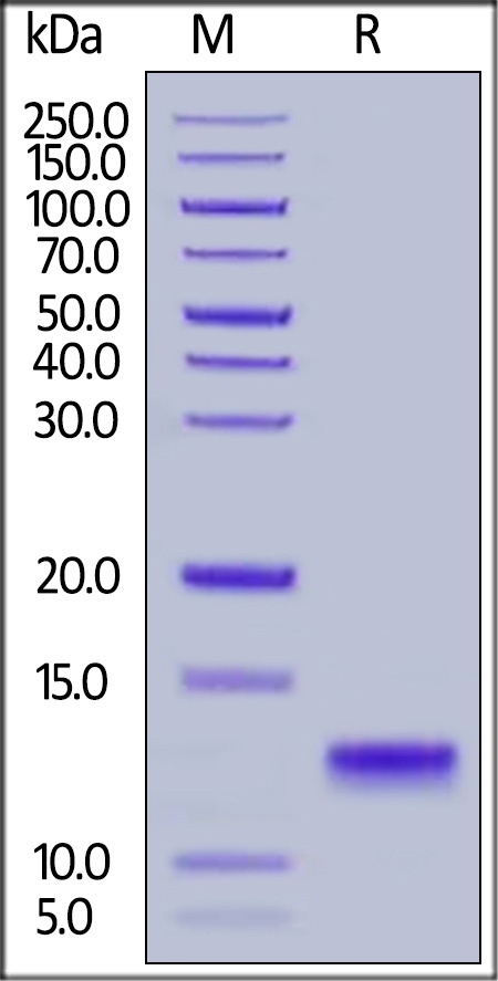 IL-8 / CXCL8 Recombinant Protein