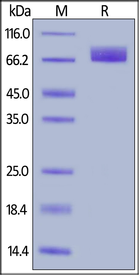 PDGF R alpha / PDGFRA Recombinant Protein