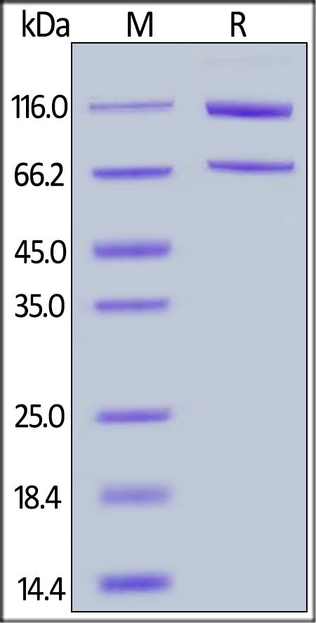 Complement C5 Recombinant Protein