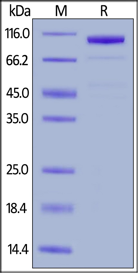 LRP-5 Recombinant Protein