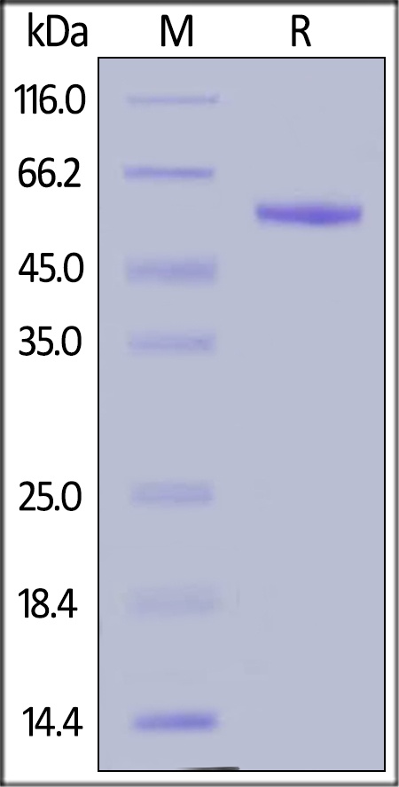 Complement Factor D / CFD Recombinant Protein