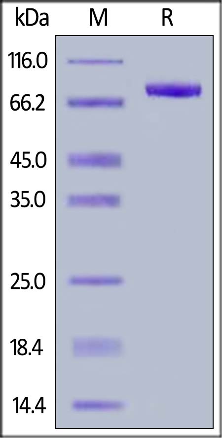 Siglec-8 Recombinant Protein