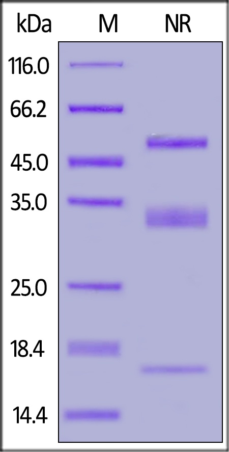 PLAU / uPA Recombinant Protein