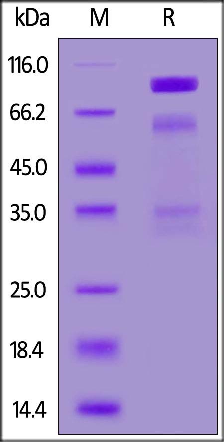 HGF Recombinant Protein