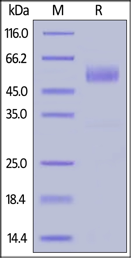 NKG2D / CD314 Recombinant Protein
