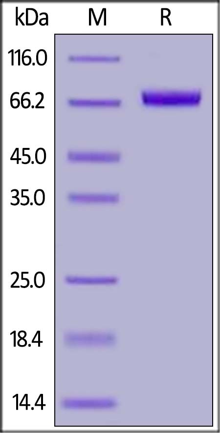 IL-17 RE (155-454) Recombinant Protein