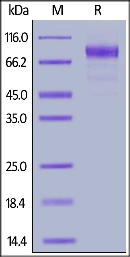 Flt-3 / Flk-2 Recombinant Protein