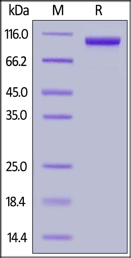 Siglec-10 Recombinant Protein