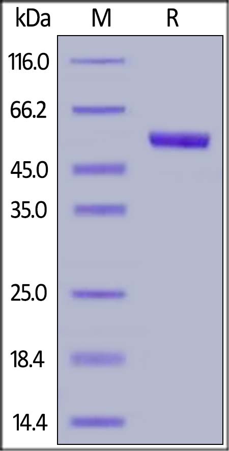 TSLP (R127A, R130A) Recombinant Protein