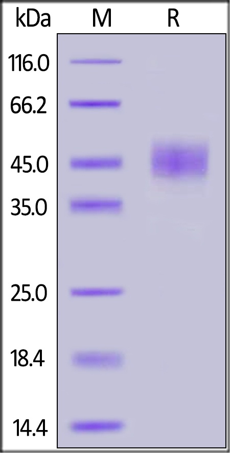 CD24 Recombinant Protein