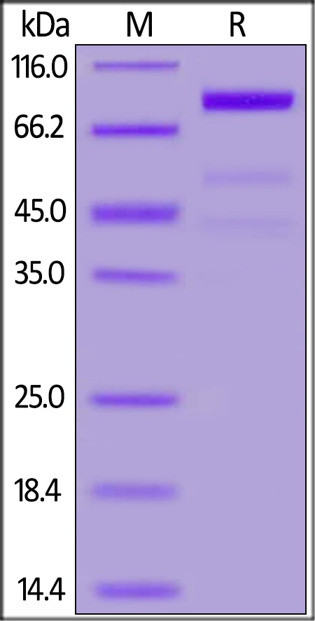 Siglec-10 Recombinant Protein