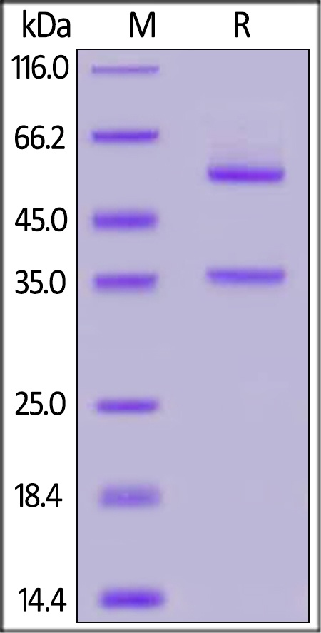 Glypican 2 / GPC2 Recombinant Protein