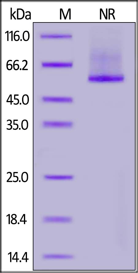 Rhesus macaque Glypican 2 / GPC2 Recombinant Protein