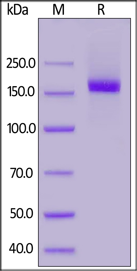 CD206 / MMR Recombinant Protein