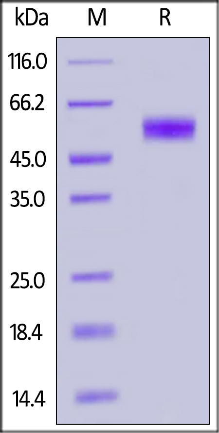 BTLA Recombinant Protein