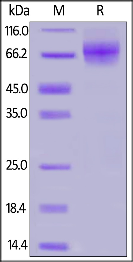 CD6 / TP120 Recombinant Protein