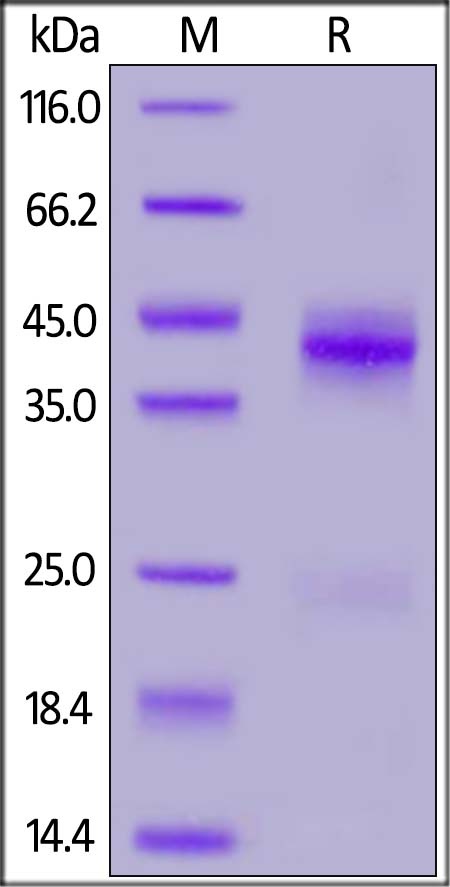 Rhesus macaque CTGF / CCN2 Recombinant Protein