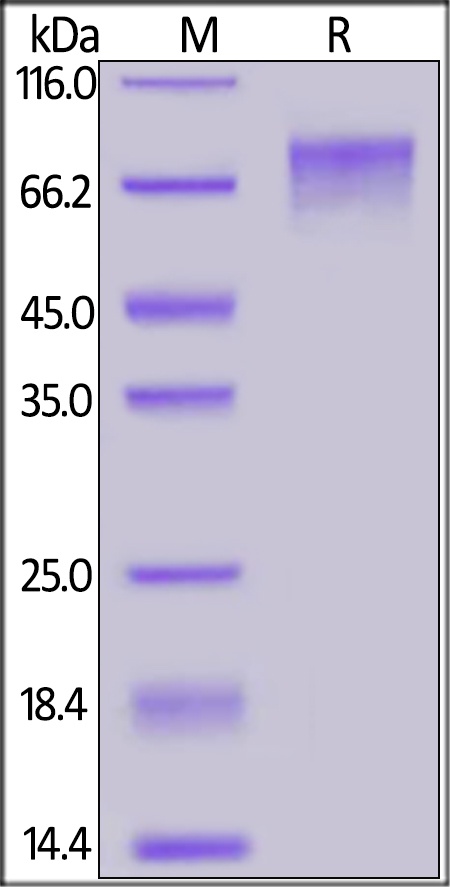 GUCY2C / Guanylyl cyclase C Recombinant Protein