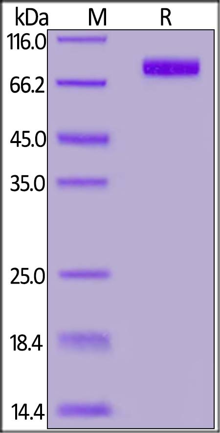 MICA Recombinant Protein