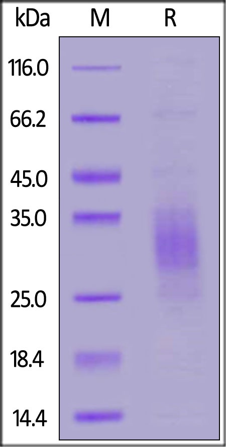 Biotinylated TREM2 Recombinant Protein
