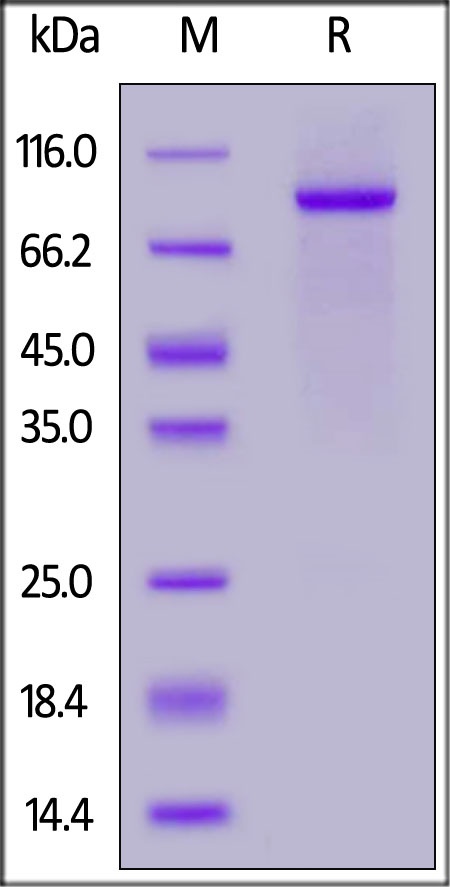 NOTCH2 Recombinant Protein