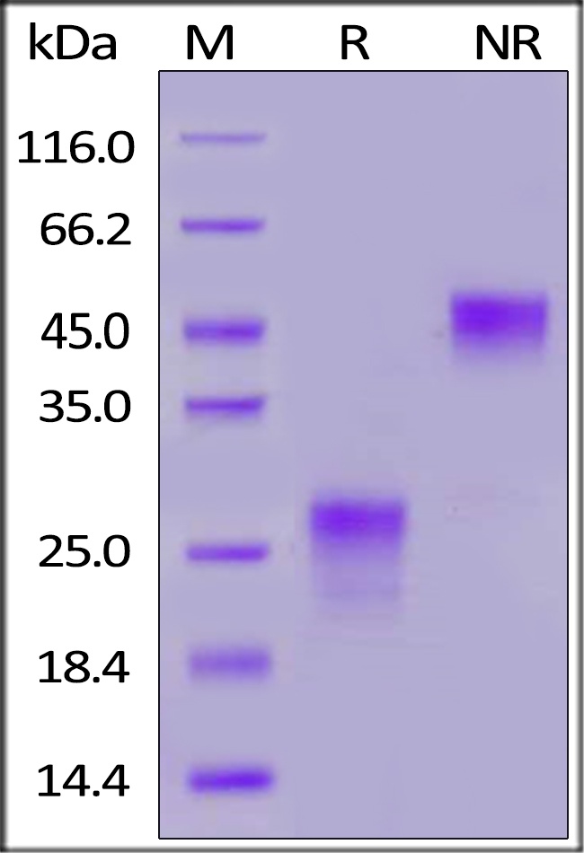 PLGF / PGF Recombinant Protein