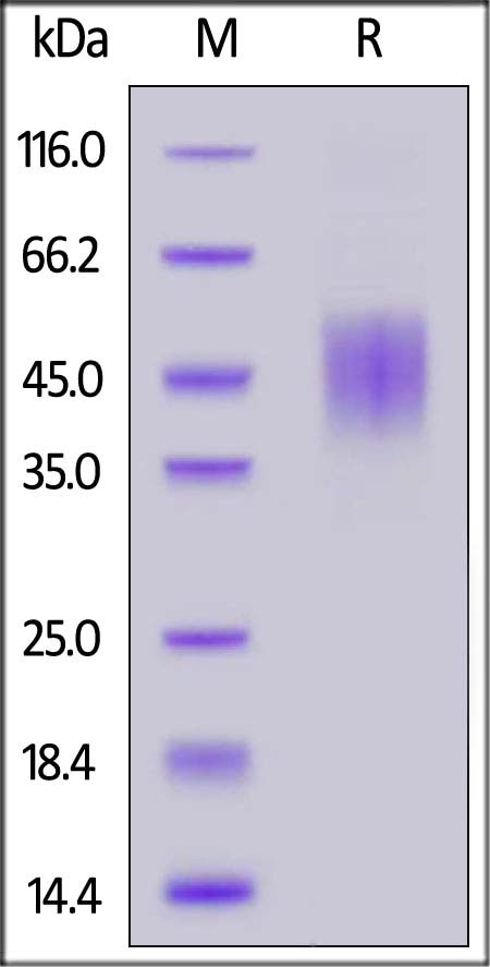 FGF R2 (IIIc) Recombinant Protein
