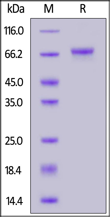 LGR5 / GPR49 Recombinant Protein