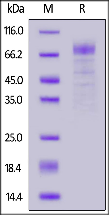 LGR4 / GPR48 Recombinant Protein
