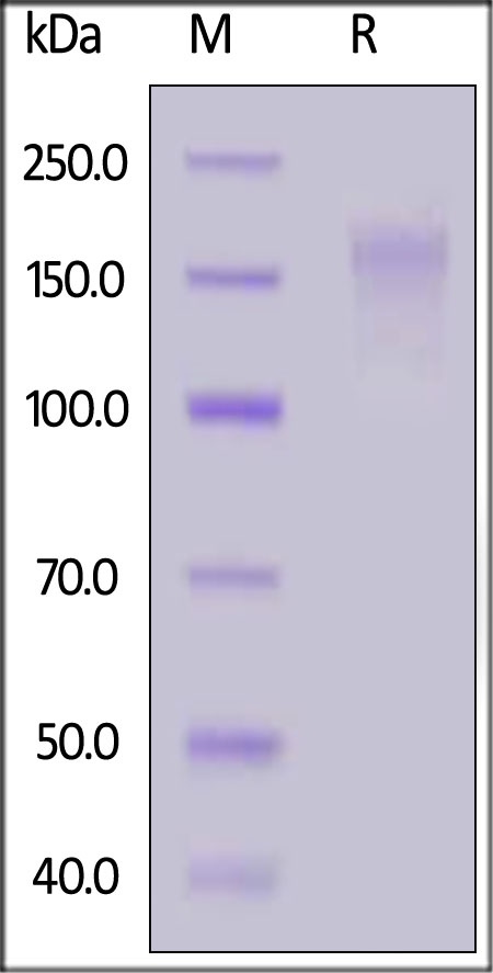 CD45 / PTPRC Recombinant Protein