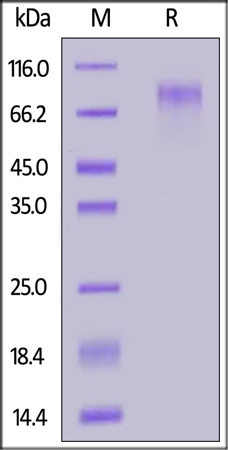 CD34 Recombinant Protein