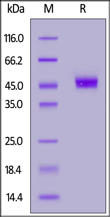CD3 gamma / CD3G Recombinant Protein
