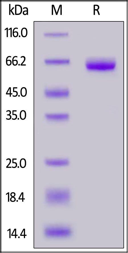 Coagulation Factor III / Tissue Factor Recombinant Protein