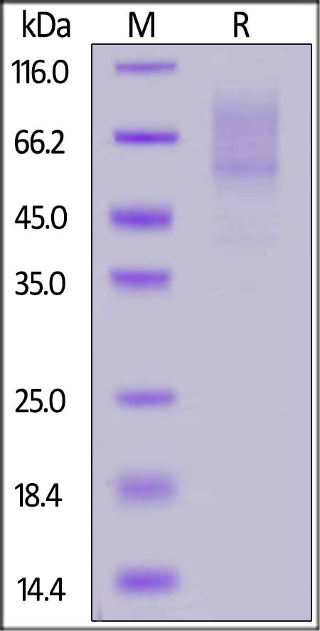 Biotinylated PSGL-1 / CD162 Recombinant Protein