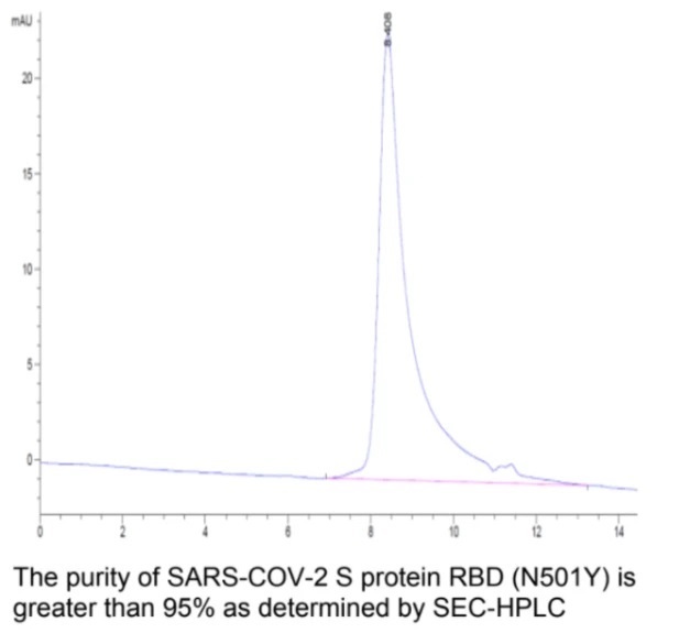 SARS-CoV-2 (COVID-19) UK variant (B.1.1.7) S RBD (N501Y) Recombinant Protein