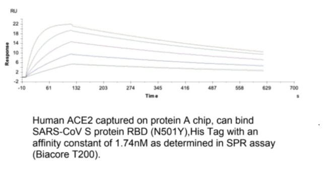 SARS-CoV-2 (COVID-19) UK variant (B.1.1.7) S RBD (N501Y) Recombinant Protein