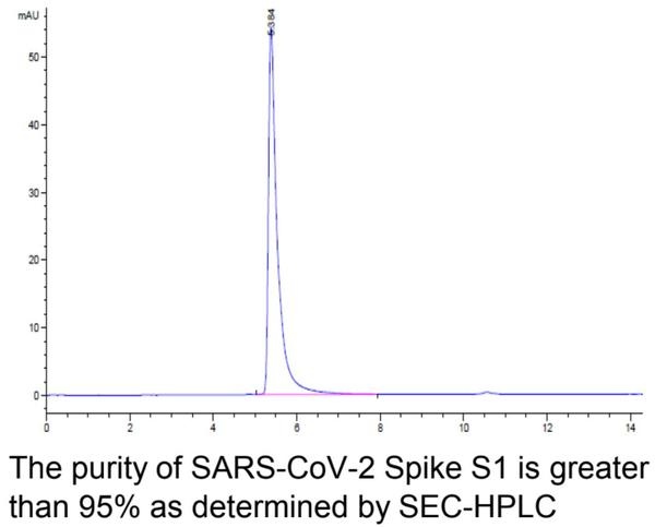 SARS-CoV-2 (COVID-19) Spike S1 Recombinant Protein