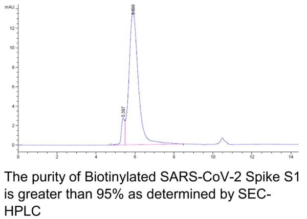 SARS-CoV-2 (COVID-19) Biotinylated Spike S1 Recombinant Protein