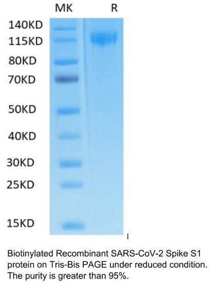 SARS-CoV-2 (COVID-19) Biotinylated Spike S1 Recombinant Protein