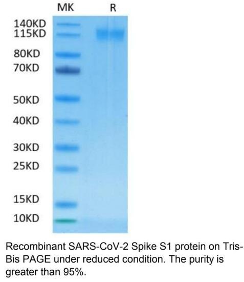 SARS-CoV-2 (COVID-19) Spike S1 Recombinant Protein