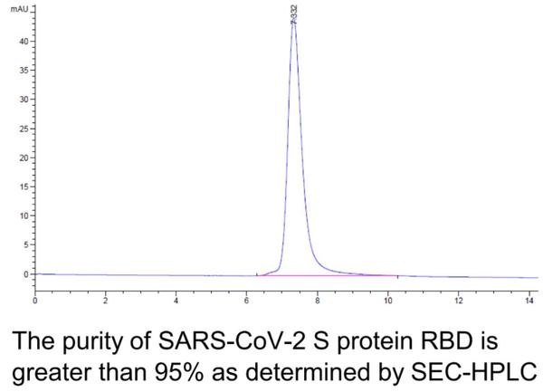 SARS-CoV-2 (COVID-19) Spike RBD Recombinant Protein