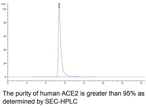 Human ACE2 Recombinant Protein