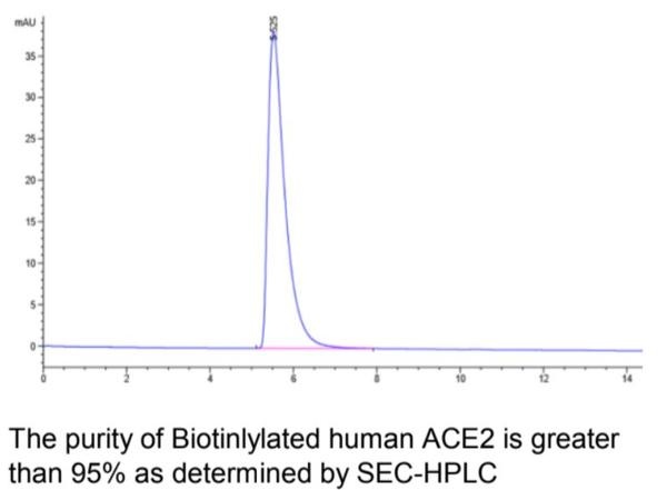 Biotinylated Human ACE2 Recombinant Protein