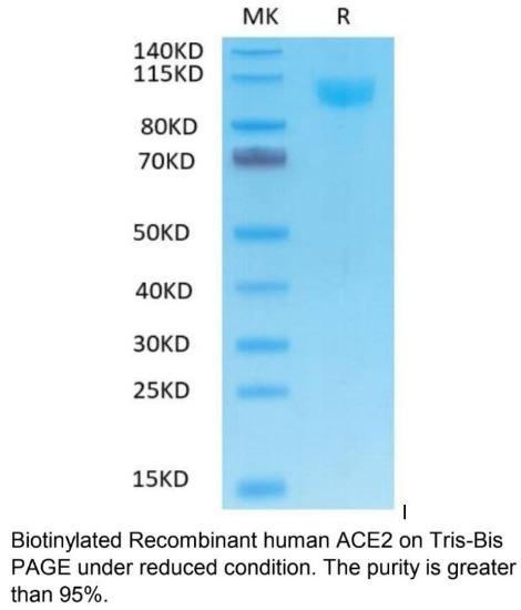 Biotinylated Human ACE2 Recombinant Protein
