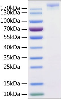 SARS-CoV-2 (COVID-19) S1+S2 ECD (S-ECD) Recombinant Protein