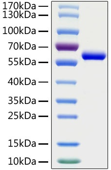 SARS-CoV-2 (COVID-19) Spike RBD Recombinant Protein