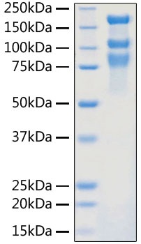 SARS-CoV-2 (COVID-19) S1+S2 ECD (S-ECD) Recombinant Protein