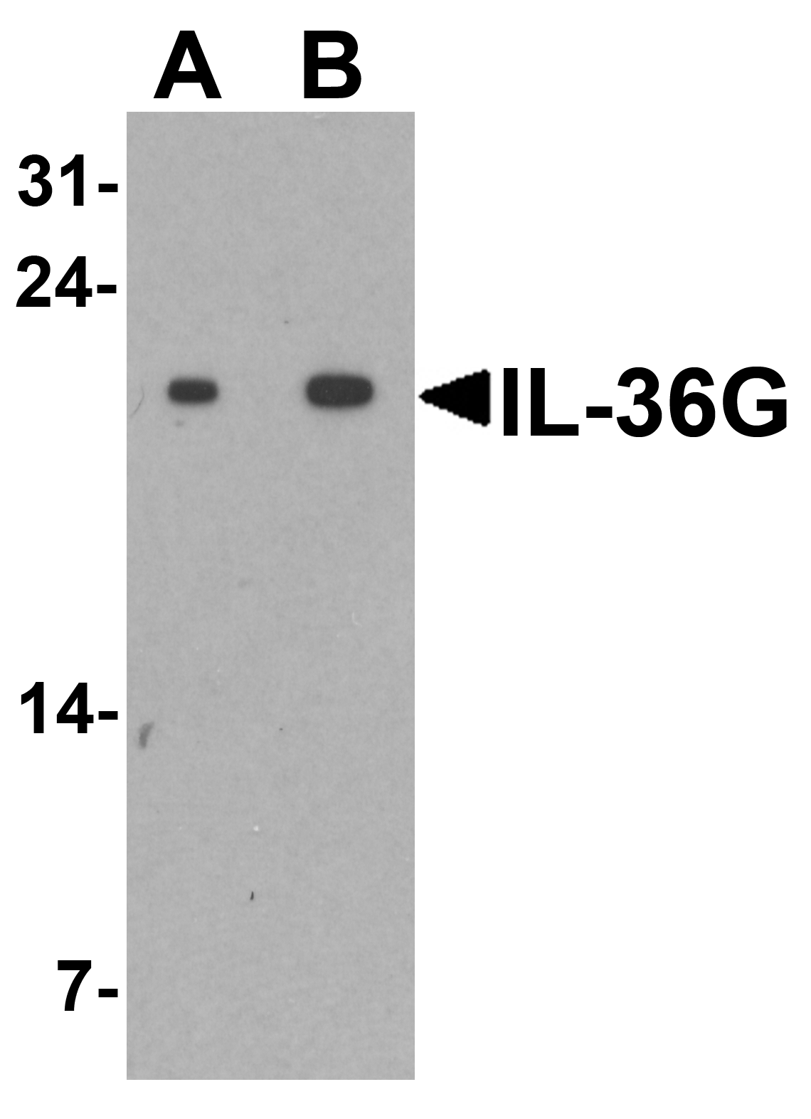 IL-36G Peptide