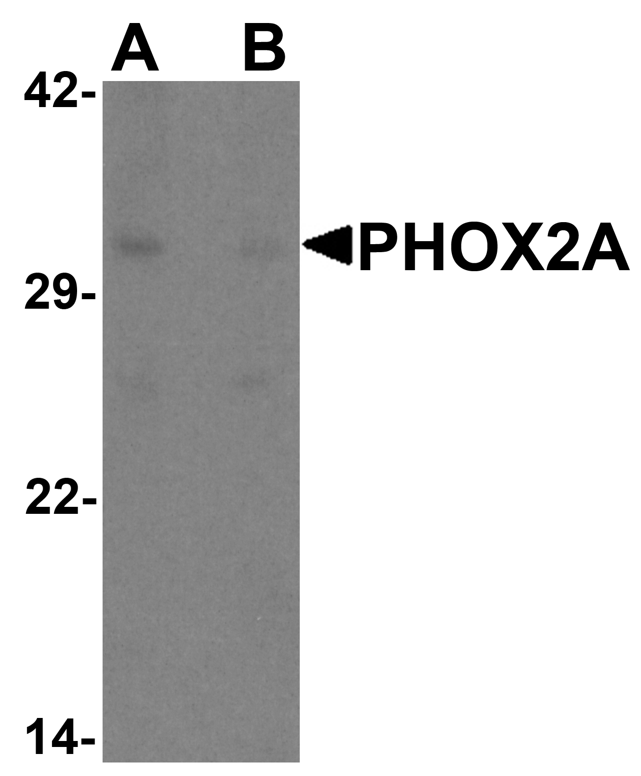 PHOX2A Peptide