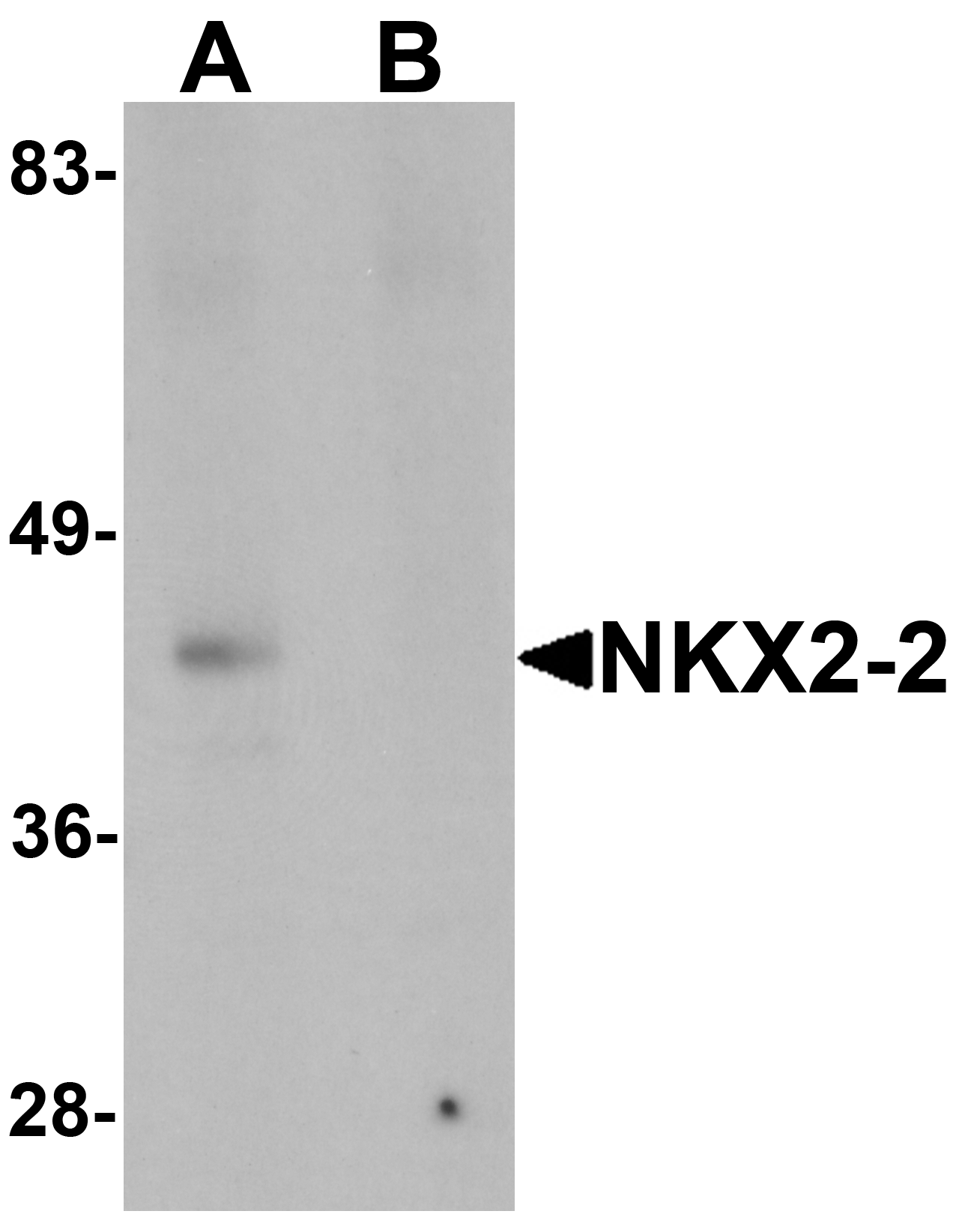 NKX2-2 Peptide